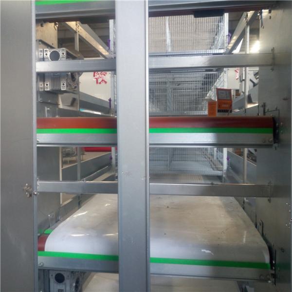 H Type Poultry Automation Equipment , Manure Removal Poultry Raising Equipment