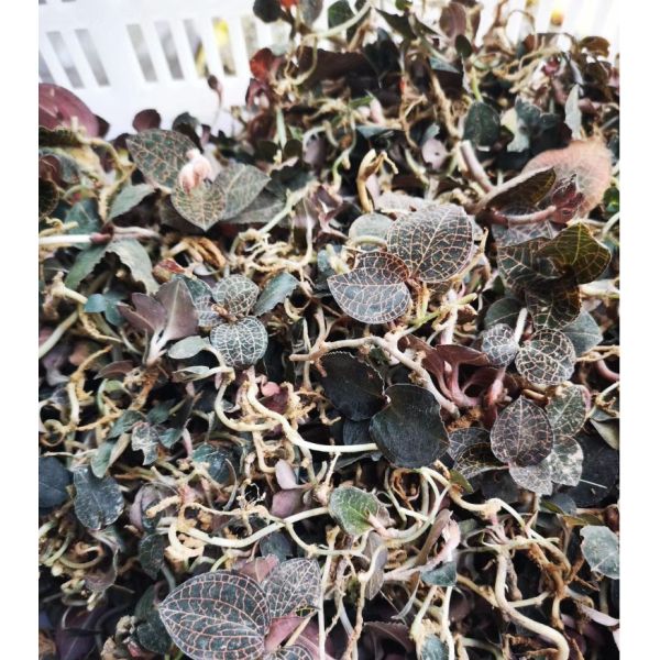 Dried Anoectochilus Roxburghii Wall Lindl Natural Golden Thread Orchid