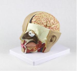 China Plastic Anatomy Skull Model / PVC Human Head Anatomy Model With Brain wholesale