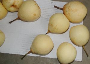 China Farm Chinese Ya Pears wholesale