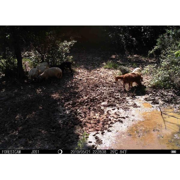 12MP HD Black Flash Deer Hunting Trail Cameras Personal Phone Remote Control With Bluetooth