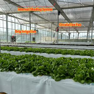 Vegetable Production Agricultural Seeds Strawberry Greenhouses Multi Tunnel