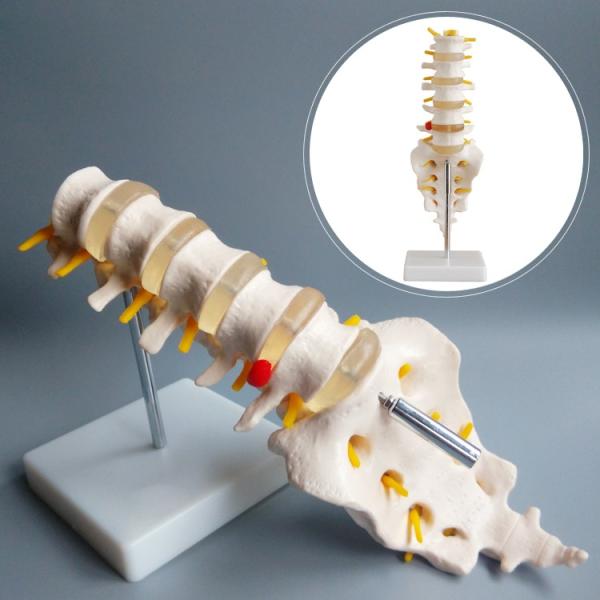 Simulation Pvc Lumbar Vertebrae Model , Small Human Skeleton Model With Coccyx
