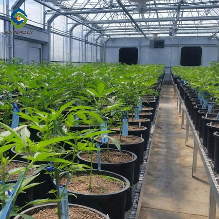 10m Plastic Shed Automated Light Deprivation Greenhouse For Mushroom