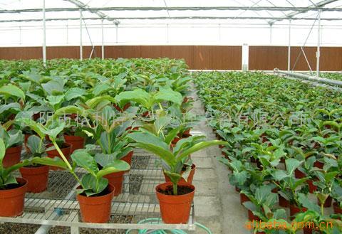 Competitive Price 7090 7060 5090 air Cooler Honeycomb Pads Made by Kraft Paper Used for Pig Pen Poultry Farm 10mm