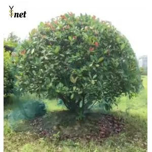 Customized Plant Protection Netting Green Crop Protection Netting Agricultural