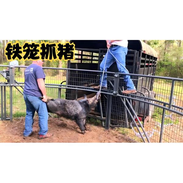 Large Humane Live Animal Trap Cage 2M Single Door Steel Animal Cage