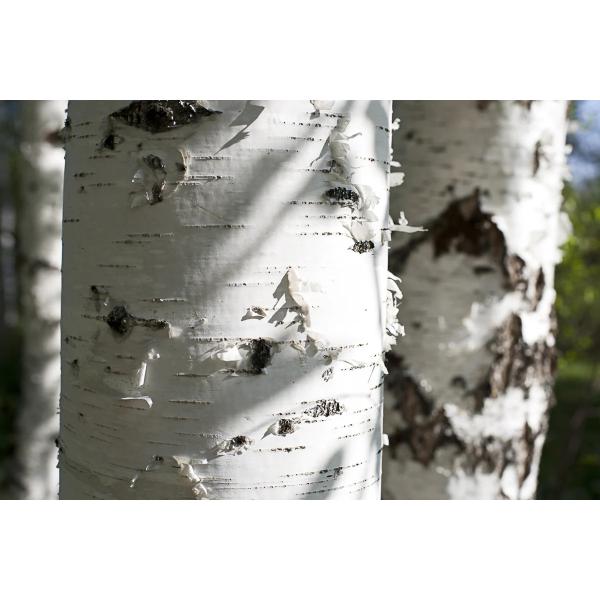 Disposable Bidegradable Wooden Knife Fork Spoon Birch Wood 16cm For Party