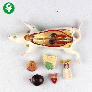China Education Mouse Rat Anatomy Model  6 Parts 1.0 Kg Single Gross Weight wholesale