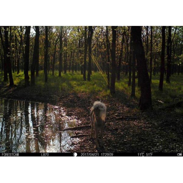 16MP Hunting Deer Cam Scouting Camera Monitor For Wildlife Observation