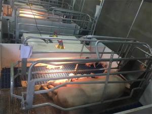 China Hot Dip Galvanized Piglet Nursery Swine Farrowing Crates 2.4*1.8M on sale