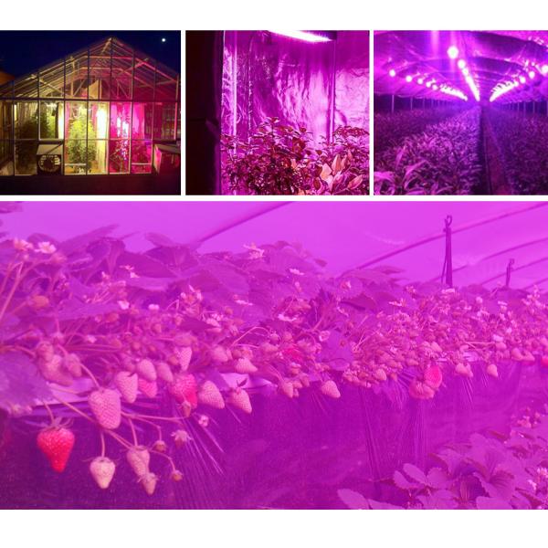 Red Blue 150W 289 Leds Dimmable Indoor Plant Grow Lights