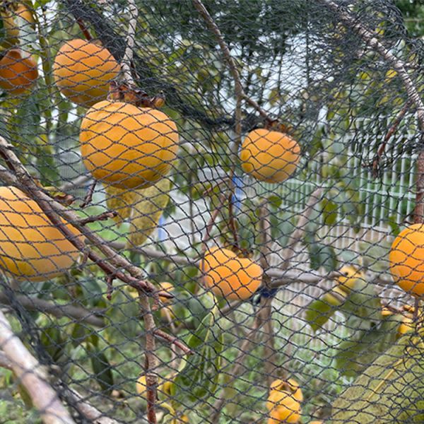 Durable Anti-Bird Trapping HDPE Netting PE Vineyard New Material Bee-Free For Winery Garden Farm & Hunting