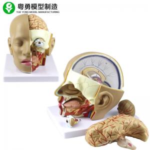 China Plastic Anatomy Skull Model / PVC Human Head Anatomy Model With Brain wholesale