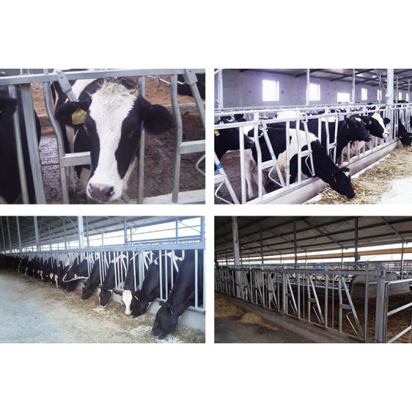 steel pipe 0.75m/position Cattle Head Lock For Dairy Farm Feeding Treating