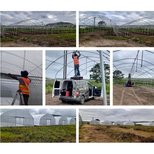 Single Span Greenhouse Simple Frame Poly Tunnel Film Greenhouse For Agricultural