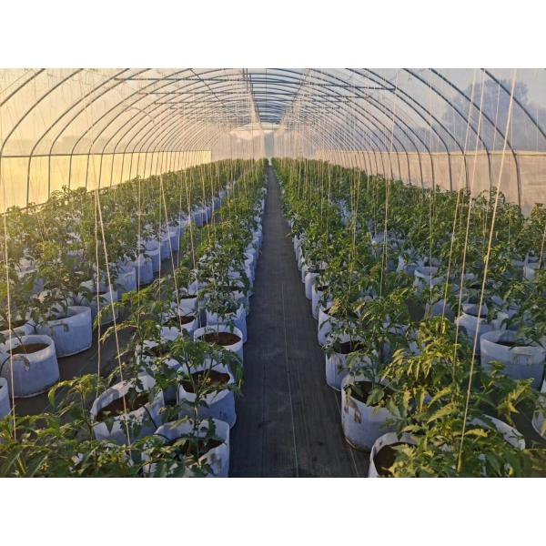 High Quality Clear UV Resistant Greenhouse Film Plastic Agriculture For Strawberry Flower Hydroponic