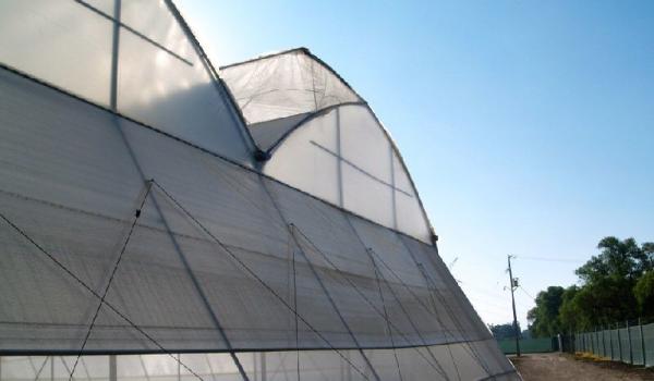 Quality Efficient Insulation Multi Span Greenhouse / Large Plastic Greenhouse Strong Applicability for sale