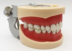 China Resin Dental Study Models Histology , Non Toxic Orthodontic Teeth Model on sale