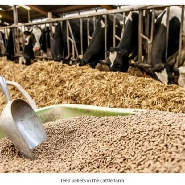 Poultry Animal Feed Processing Machine Mini Rabbit Sheep Chicken Feed Pelletizer