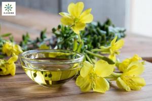 China 9% Linolenic Acid Evening Primrose Oil For Cosmetics Health wholesale