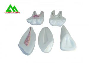 China PVC Plastic Soft Gum Teeth Model , Dental Models For Teaching CE ISO wholesale