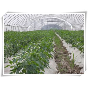 3m High Agricultural Poly Tunnel Greenhouse Transparent Colour Customizable