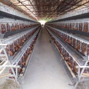 China Poultry Farm 5 Tiers Layer Chicken Cage 250 Birds Animal Battery wholesale