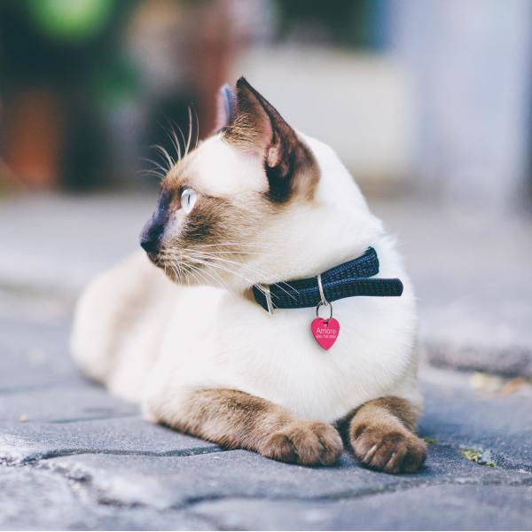 Stainless Steel Engravable Dog Tags Metal Dog Name Tags Engraved