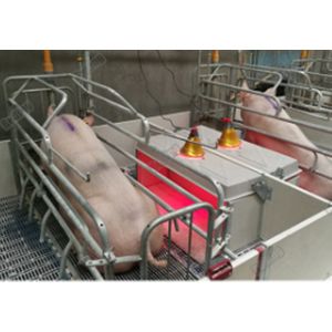 China Hot Dip Galvanized Pig Farm Equipment Piglet Nursery wholesale