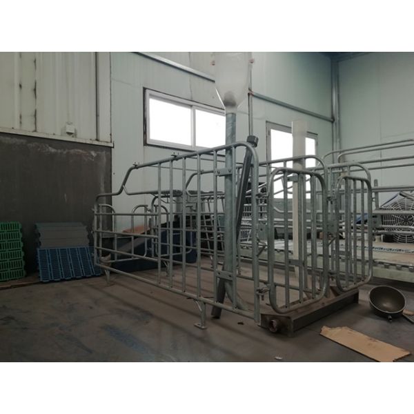 Heavy Duty Pig Gestation Crates Space Saving Easy To Manage Acid Resistance