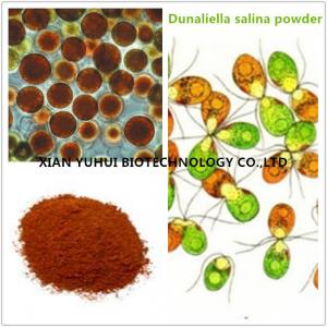 China Anti cancer eye protecting Natural Salt algae extract,salt algae powder on sale