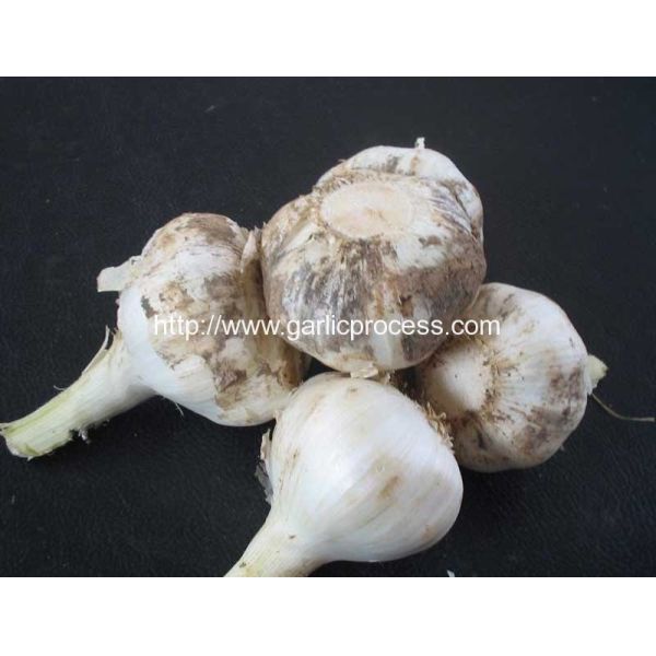 Automatic Discharging Fresh Garlic Root and Leaf Cutting Machine