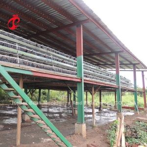 China Battery Poultry Farming Cage System Decrease Temperature For Layers Star wholesale