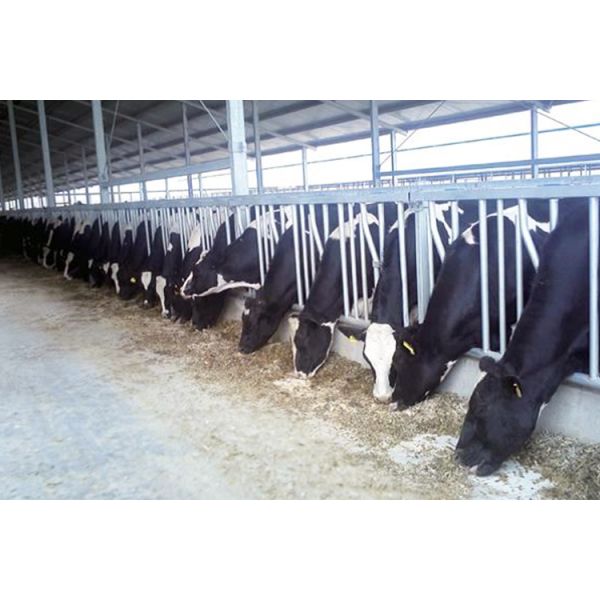 steel pipe 0.75m/position Cattle Head Lock For Dairy Farm Feeding Treating