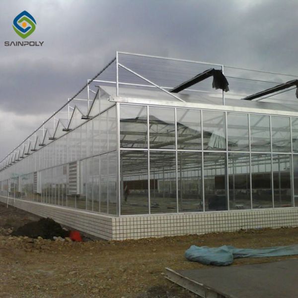 Quality Multi Span Commercial Venlo Greenhouse Structure Tempered Glass Covered for sale