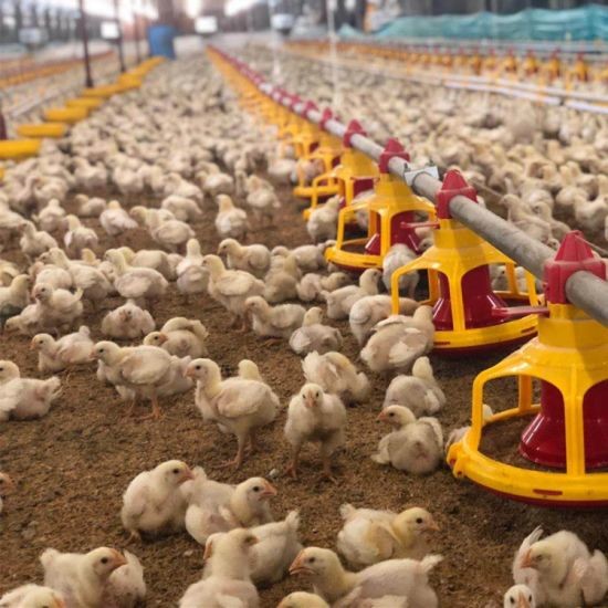 Quality PVC Poultry Farm Equipment for sale