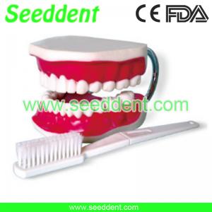 China Dental study model with toothbrush on sale